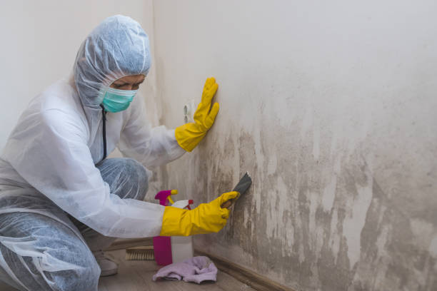 Best Industrial Mold Remediation  in Davisboro, GA